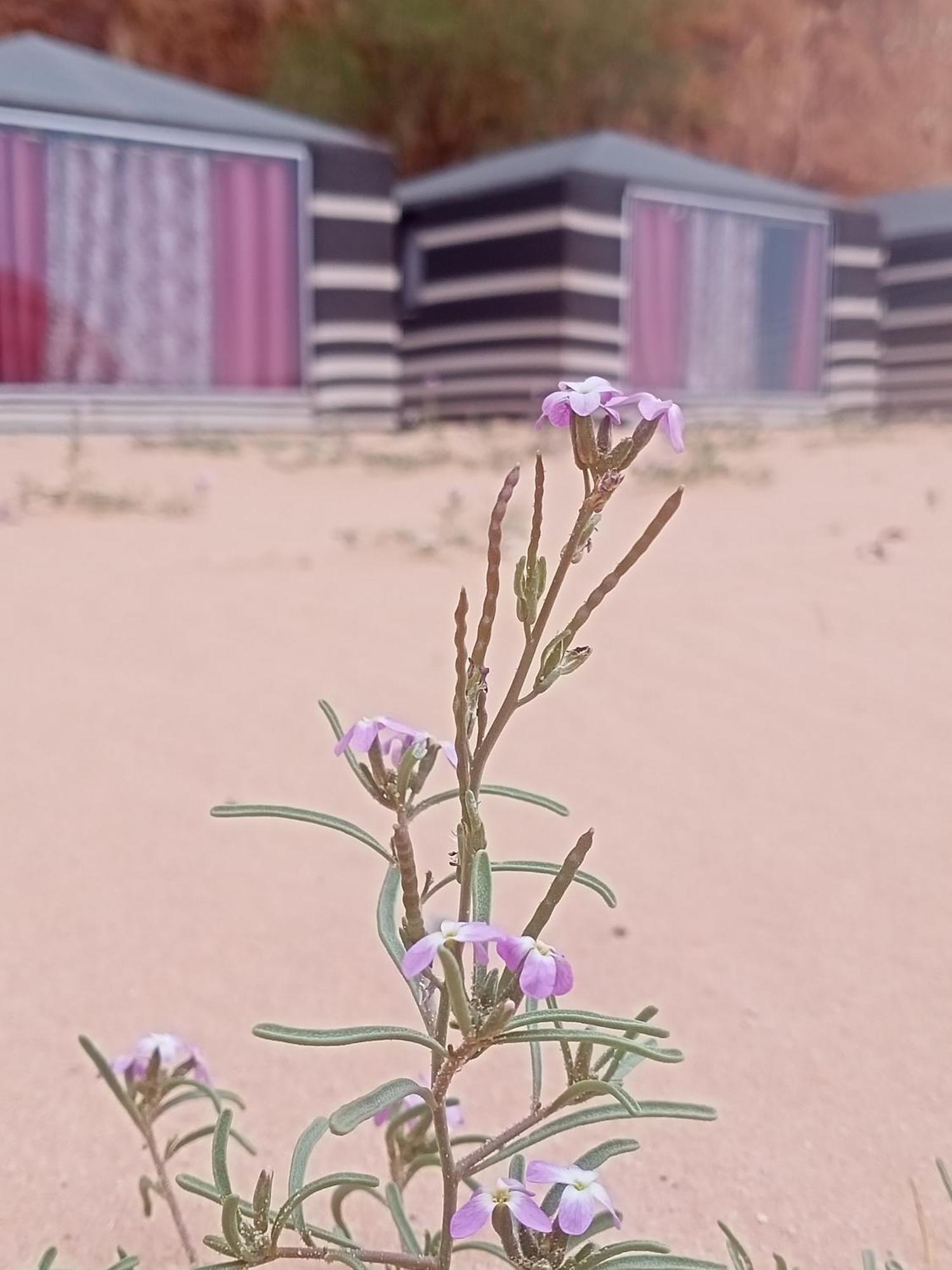 Shahrazad Desert, Wadi Rum Rum bild